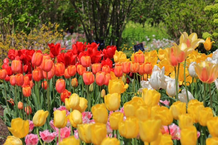 くじゅう花公園・チューリップ
