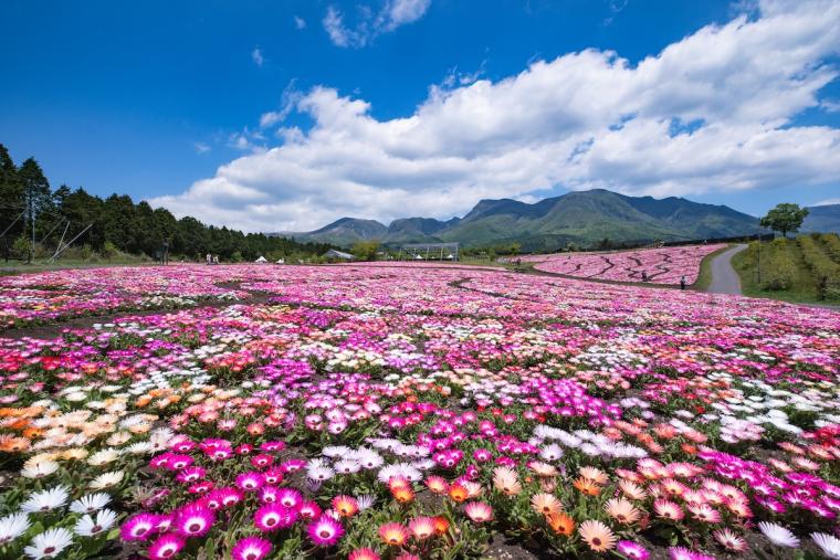 くじゅう花公園・リビングストンデイジー