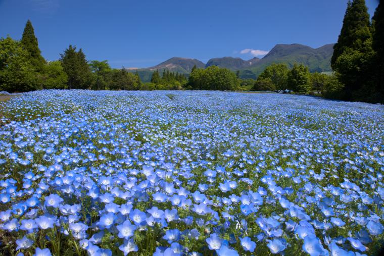 くじゅう花公園・ネモフィラ