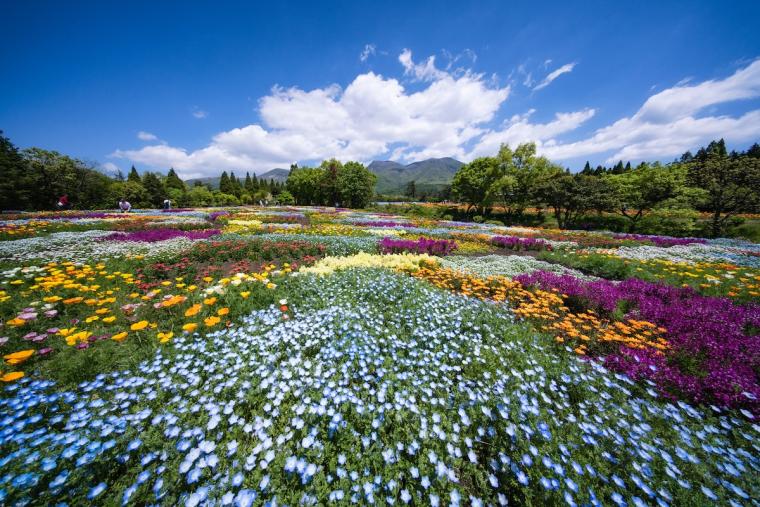 くじゅう花公園・春彩の畑