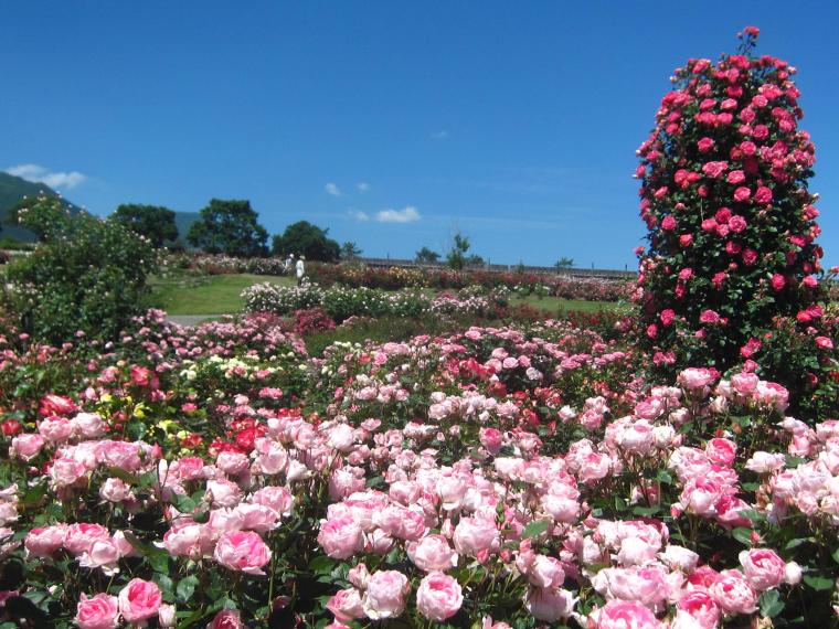 くじゅう花公園・ローズガーデン