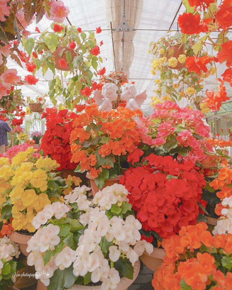 くじゅう花公園・温室アンティル