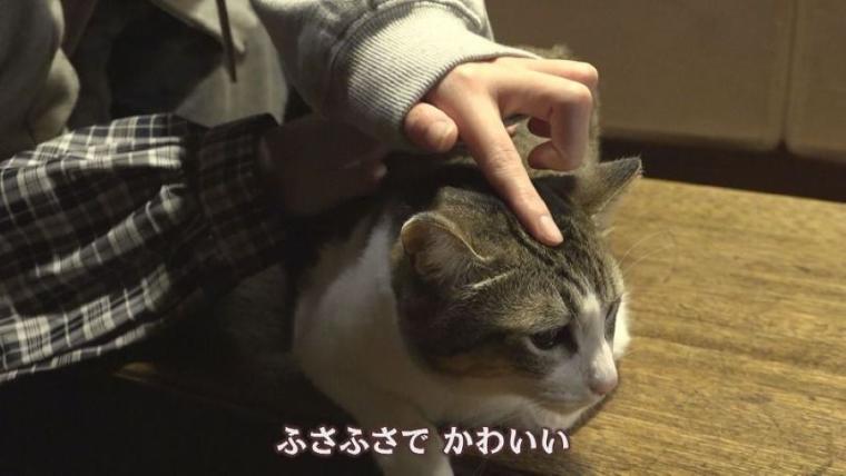 【創業 50 年のカフェ】店長ねこ「チビ」も人気！中島みゆきさんも通った札幌の喫茶店「コーヒーハウスミルク」【今日ドキッ！】