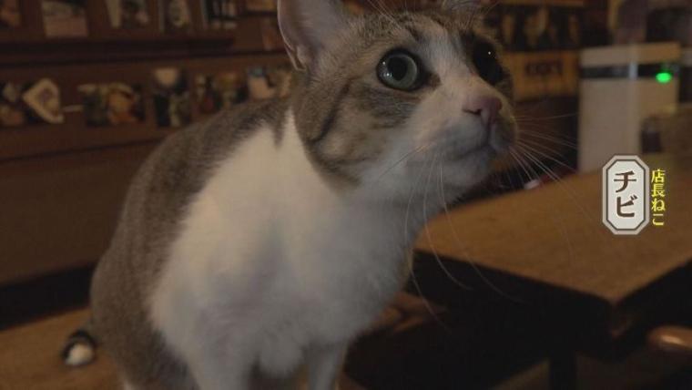 【創業 50 年のカフェ】店長ねこ「チビ」も人気！中島みゆきさんも通った札幌の喫茶店「コーヒーハウスミルク」【今日ドキッ！】