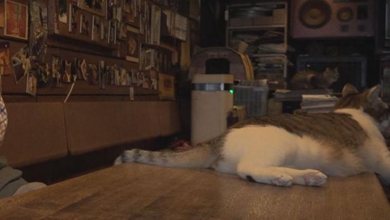 【創業 50 年のカフェ】店長ねこ「チビ」も人気！中島みゆきさんも通った札幌の喫茶店「コーヒーハウスミルク」【今日ドキッ！】