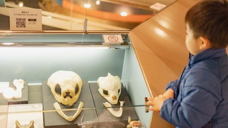 町全体が「恐竜ワールド」！日本屈指の発見がざくざくの博物館をたっぷり満喫するポイントを獣医師ママライターが解説｜北海道・むかわ町「穂別博物館」