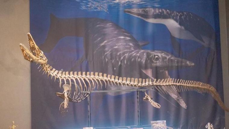 町全体が「恐竜ワールド」！日本屈指の発見がざくざくの博物館をたっぷり満喫するポイントを獣医師ママライターが解説｜北海道・むかわ町「穂別博物館」