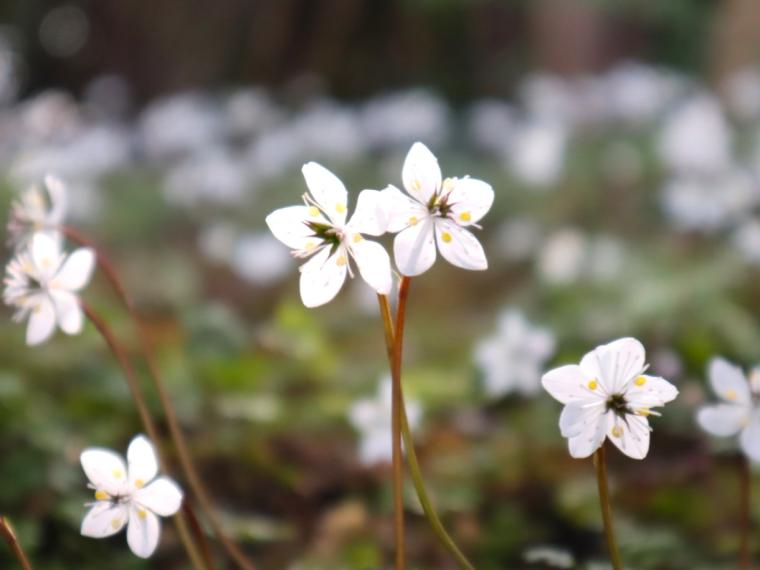 県外出身スタッフおすすめ♪高知定番モデルコース