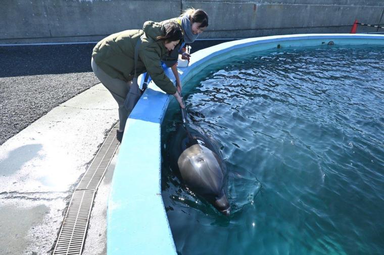 大人もはまる！室戸ドルフィンセンターでイルカトレーナー初体験！