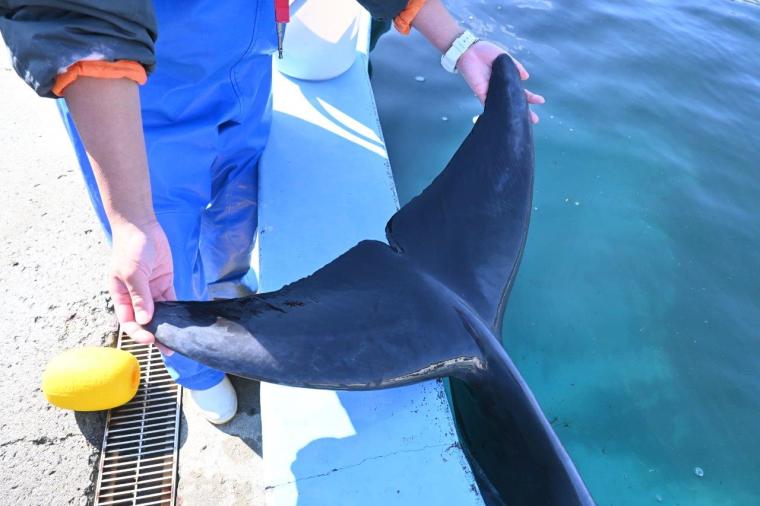 大人もはまる！室戸ドルフィンセンターでイルカトレーナー初体験！
