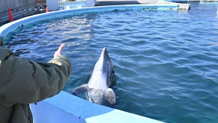 大人もはまる！室戸ドルフィンセンターでイルカトレーナー初体験！