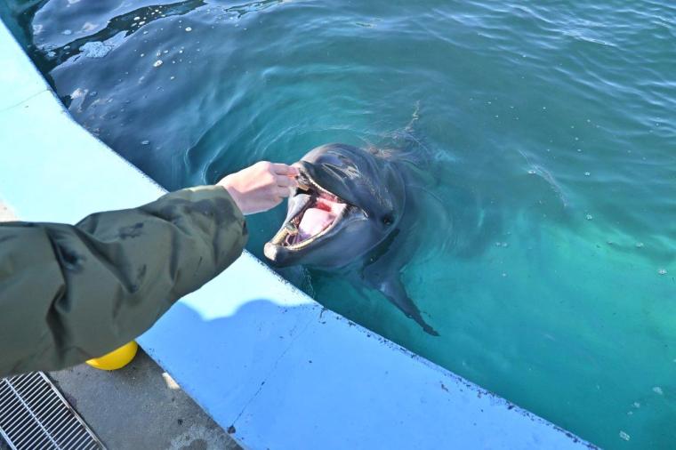 大人もはまる！室戸ドルフィンセンターでイルカトレーナー初体験！