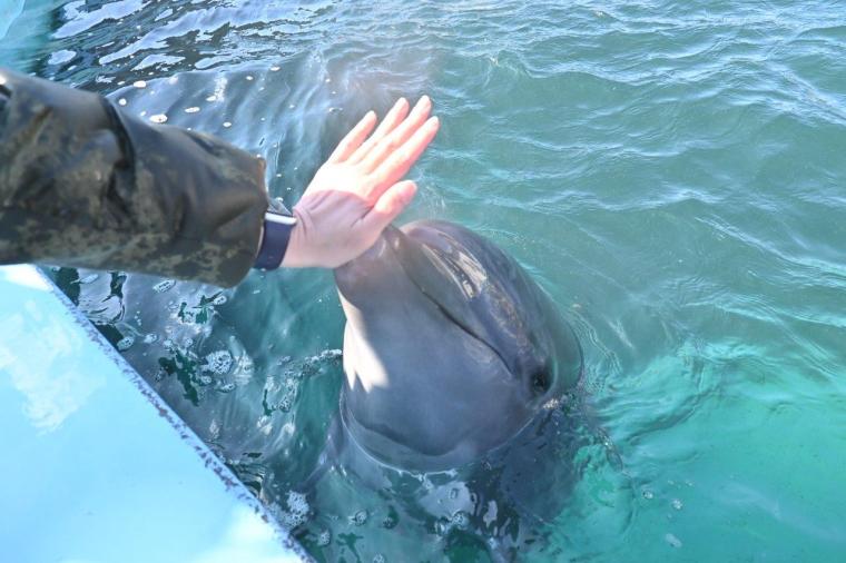 大人もはまる！室戸ドルフィンセンターでイルカトレーナー初体験！