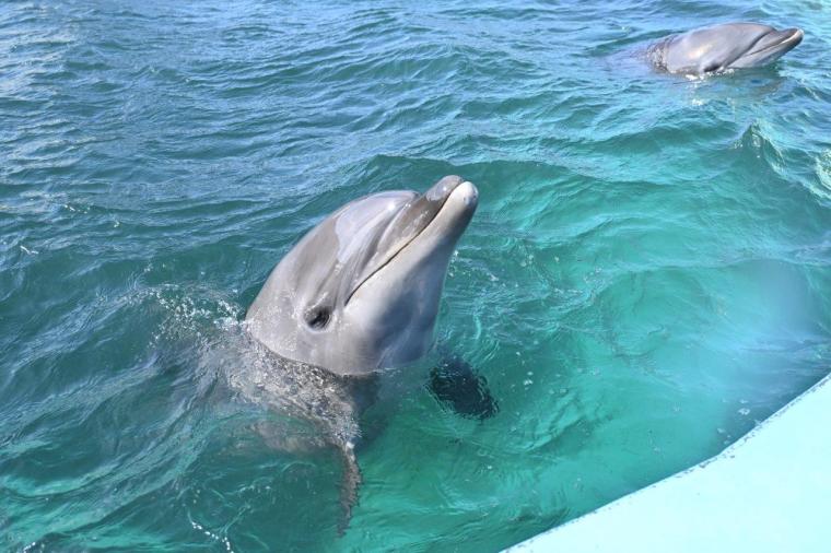 大人もはまる！室戸ドルフィンセンターでイルカトレーナー初体験！