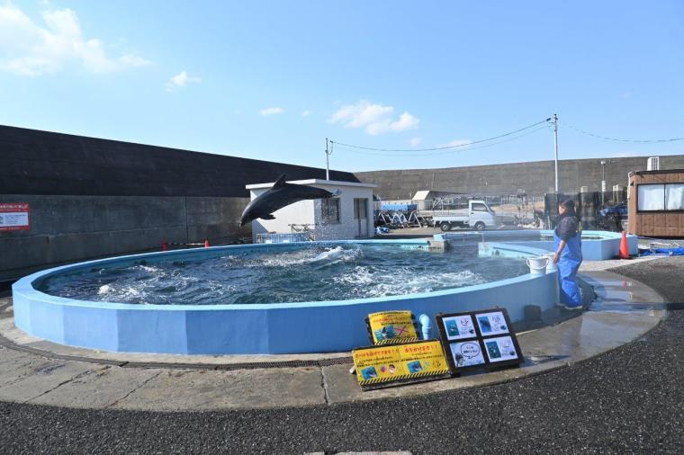 大人もはまる！室戸ドルフィンセンターでイルカトレーナー初体験！