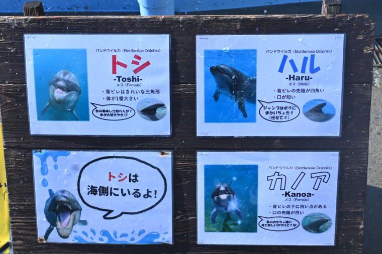 大人もはまる！室戸ドルフィンセンターでイルカトレーナー初体験！