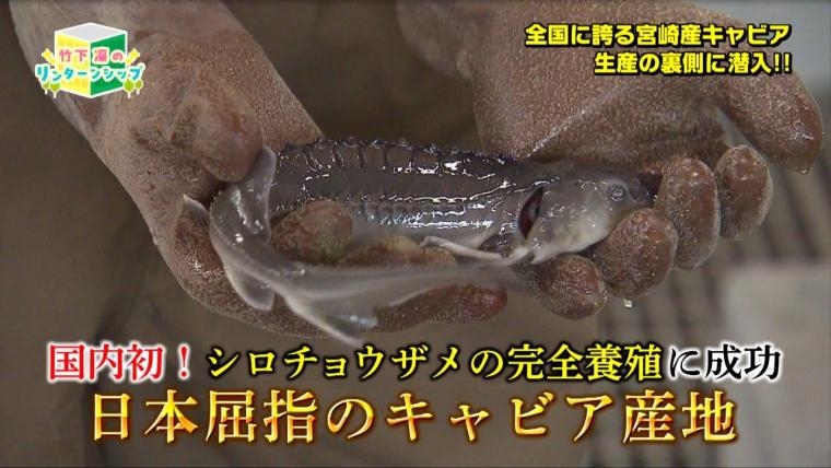 宮崎の高級食材「日南キャビア」を育てる建設会社—日南キャビアの挑戦