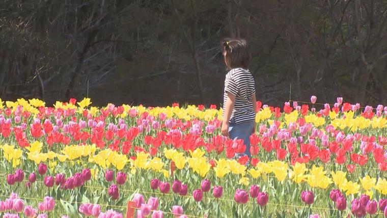 【大分】佐伯市の棚田で約 4 万本のチューリップが咲き誇る