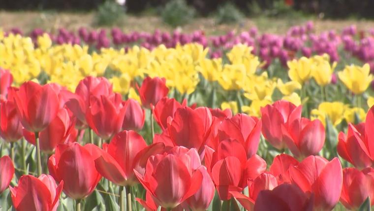 【大分】佐伯市の棚田で約 4 万本のチューリップが咲き誇る