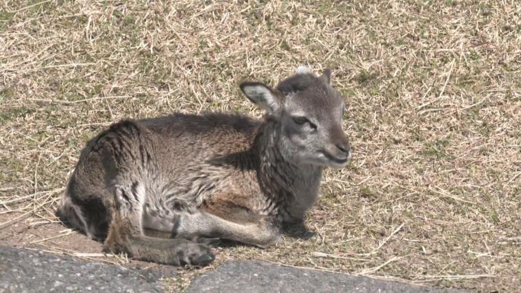 癒されること間違いなし！大分県内で動物の赤ちゃん続々誕生
