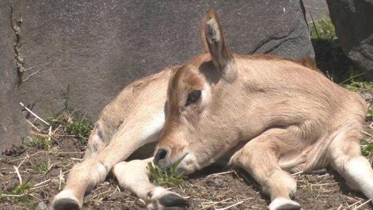 癒されること間違いなし！大分県内で動物の赤ちゃん続々誕生