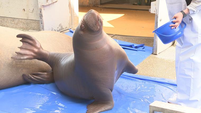 癒されること間違いなし！大分県内で動物の赤ちゃん続々誕生