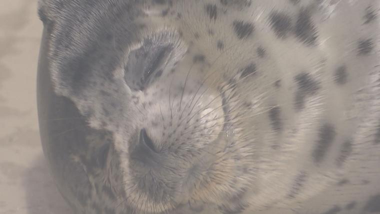 癒されること間違いなし！大分県内で動物の赤ちゃん続々誕生