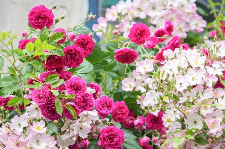 花の森クラリス