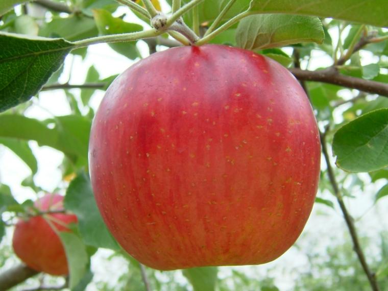 西日本最大級の広さ！丸一日遊べる「道の駅 神戸フルーツ・フラワーパーク 大沢」