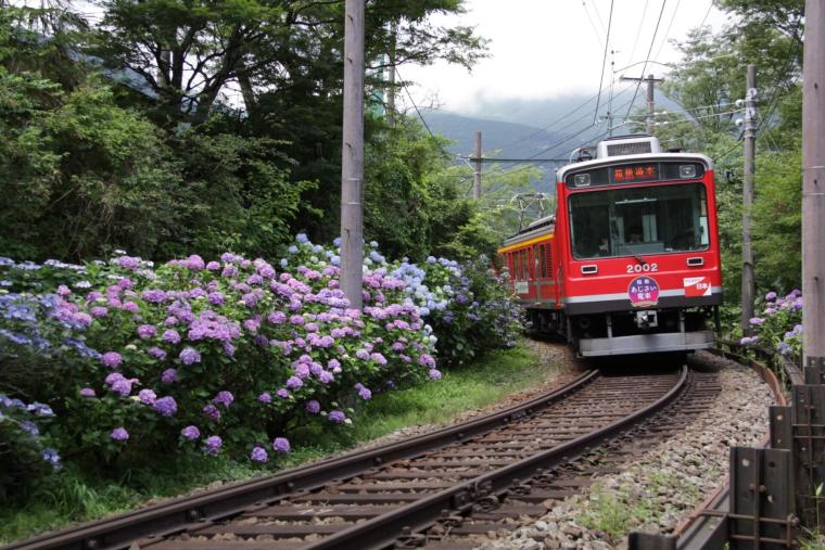 箱根登山電車「あじさい列車」