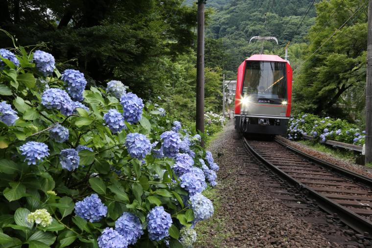 箱根登山電車「あじさい電車」アレグラ号