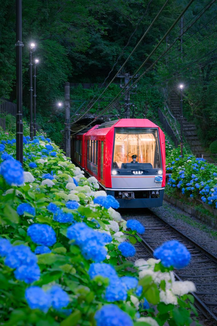 箱根登山電車「あじさい電車」アレグラ号
