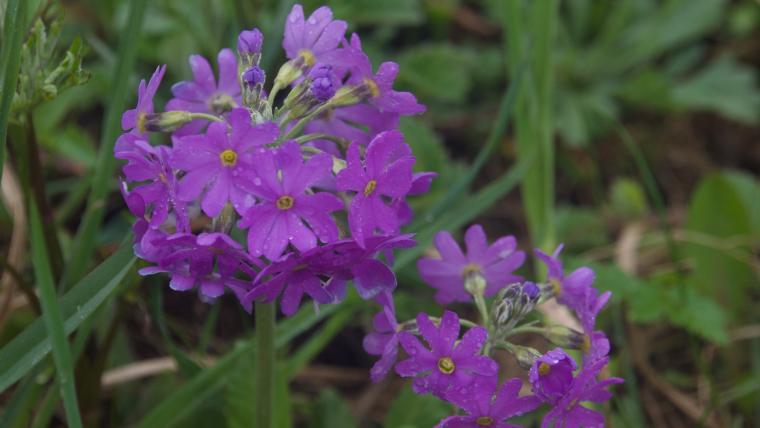 レブンコザクラ