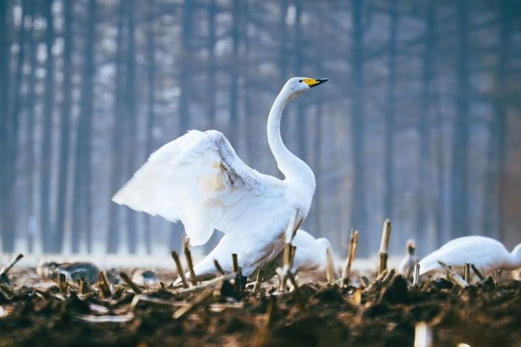 【北海道の絶景】やわらかく、優しい。春間近の十勝平野で見た、彩りの始まり／地元カメラマンの写真13枚