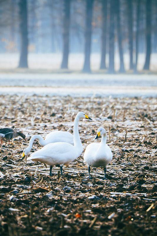【北海道の絶景】やわらかく、優しい。春間近の十勝平野で見た、彩りの始まり／地元カメラマンの写真13枚