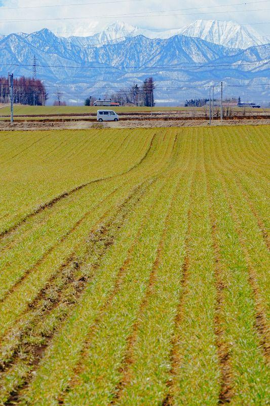 【北海道の絶景】やわらかく、優しい。春間近の十勝平野で見た、彩りの始まり／地元カメラマンの写真13枚