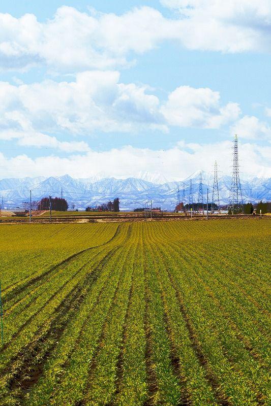 【北海道の絶景】やわらかく、優しい。春間近の十勝平野で見た、彩りの始まり／地元カメラマンの写真13枚