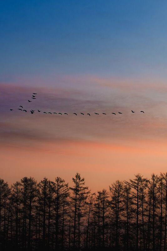 【北海道の絶景】やわらかく、優しい。春間近の十勝平野で見た、彩りの始まり／地元カメラマンの写真13枚