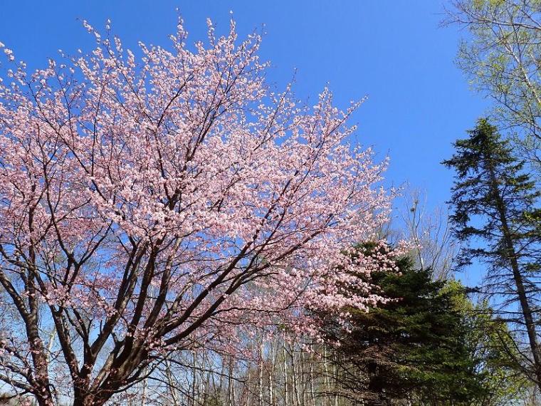 春にも「紅葉」がある 淡いグラデーションを作る、知られざる“木の花”の世界と、隠された戦略【森に行こう#2】