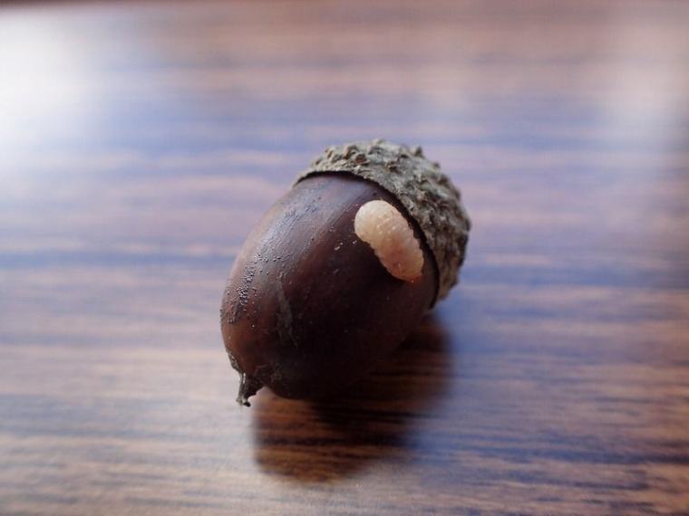 春にも「紅葉」がある 淡いグラデーションを作る、知られざる“木の花”の世界と、隠された戦略【森に行こう#2】