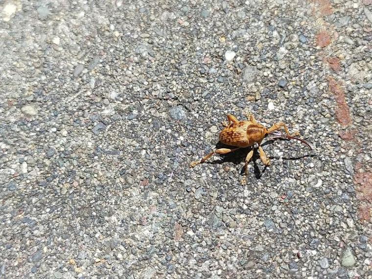 春にも「紅葉」がある 淡いグラデーションを作る、知られざる“木の花”の世界と、隠された戦略【森に行こう#2】