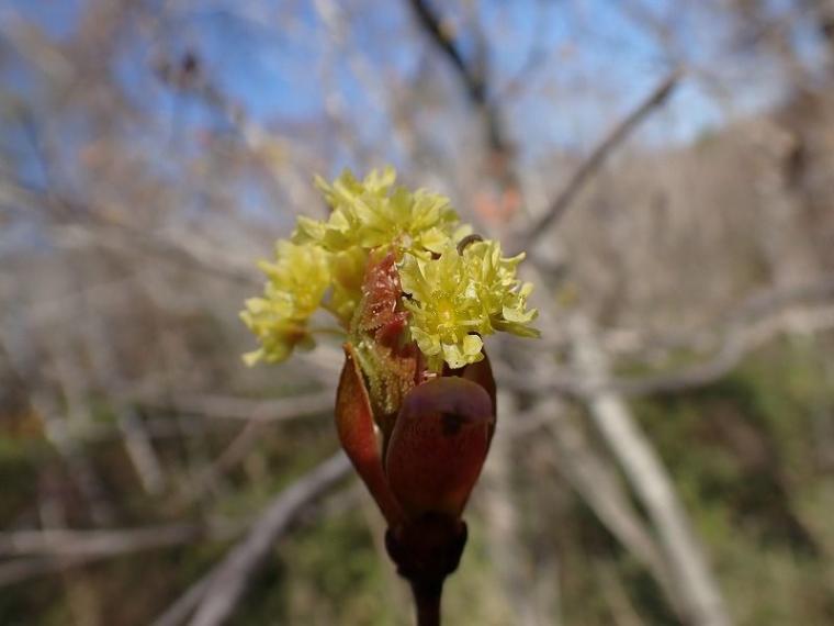 春にも「紅葉」がある 淡いグラデーションを作る、知られざる“木の花”の世界と、隠された戦略【森に行こう#2】