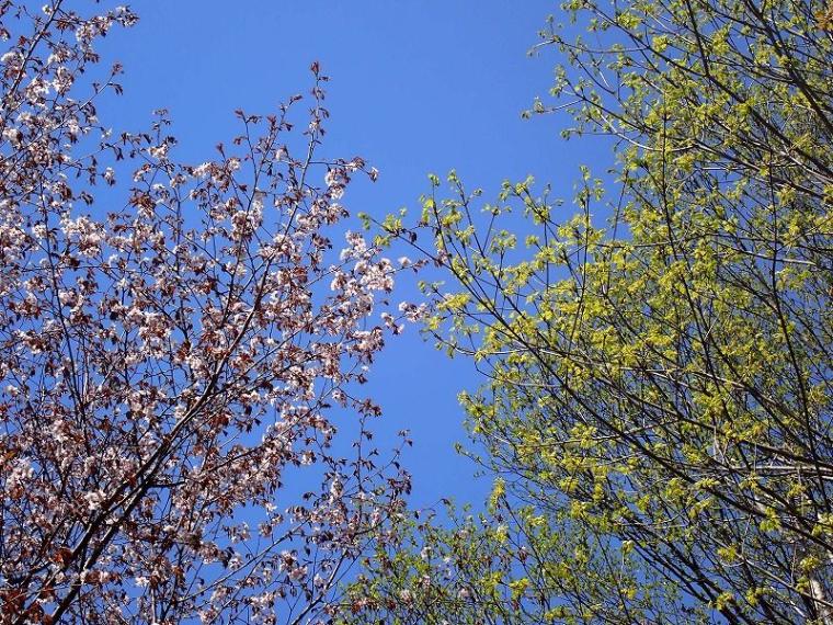 春にも「紅葉」がある 淡いグラデーションを作る、知られざる“木の花”の世界と、隠された戦略【森に行こう#2】