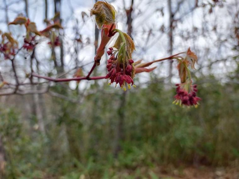 春にも「紅葉」がある 淡いグラデーションを作る、知られざる“木の花”の世界と、隠された戦略【森に行こう#2】