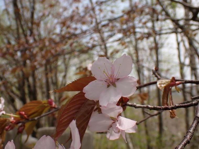 春にも「紅葉」がある 淡いグラデーションを作る、知られざる“木の花”の世界と、隠された戦略【森に行こう#2】