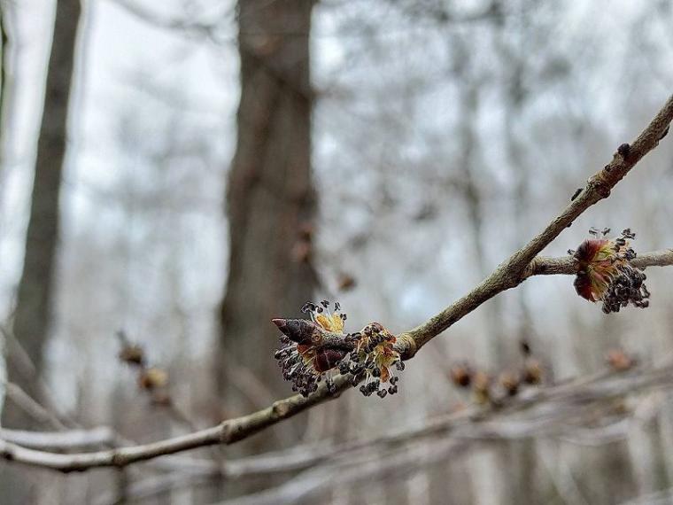 春にも「紅葉」がある 淡いグラデーションを作る、知られざる“木の花”の世界と、隠された戦略【森に行こう#2】