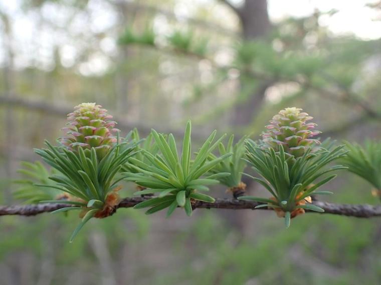 春にも「紅葉」がある 淡いグラデーションを作る、知られざる“木の花”の世界と、隠された戦略【森に行こう#2】