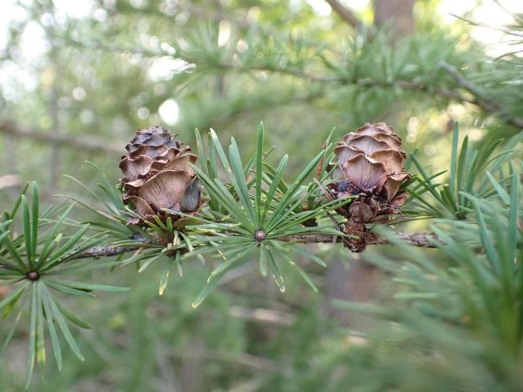 春にも「紅葉」がある 淡いグラデーションを作る、知られざる“木の花”の世界と、隠された戦略【森に行こう#2】