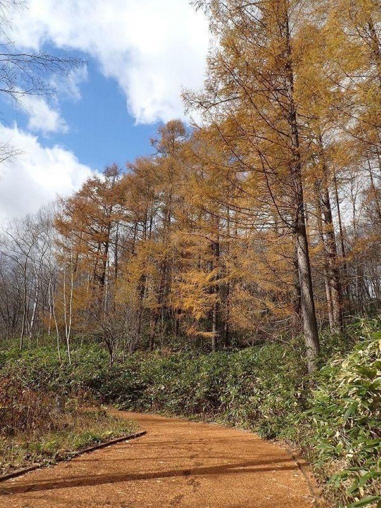 春にも「紅葉」がある 淡いグラデーションを作る、知られざる“木の花”の世界と、隠された戦略【森に行こう#2】