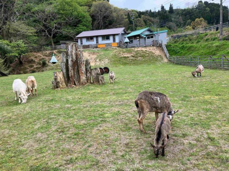ヤギと氷見の大自然に癒される…築100年の古民家が憩いの場に「山の中のヤギカフェ 草の音」